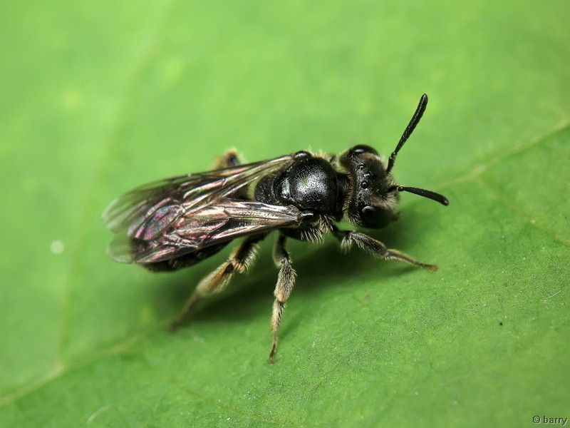 Panurgus dentipes Latreille, 1811